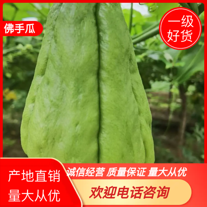 佛手瓜，，依着自己种自己销，我们有自己的合作社。