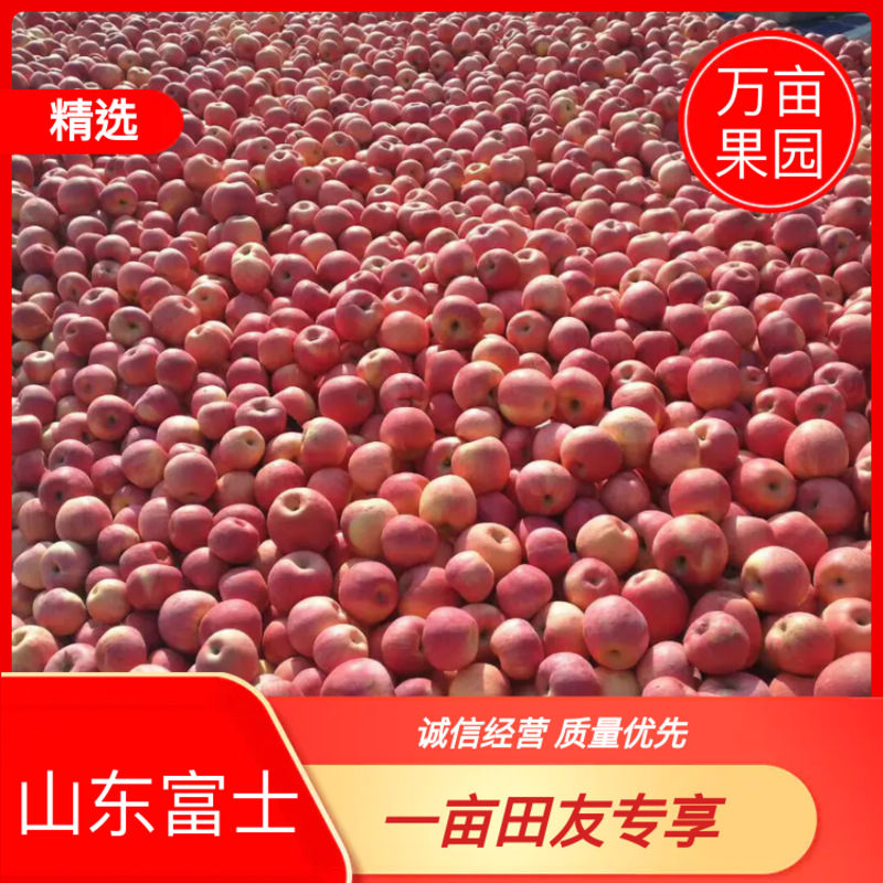 [荐]山东红富士苹果新鲜上市口感脆甜基地直发