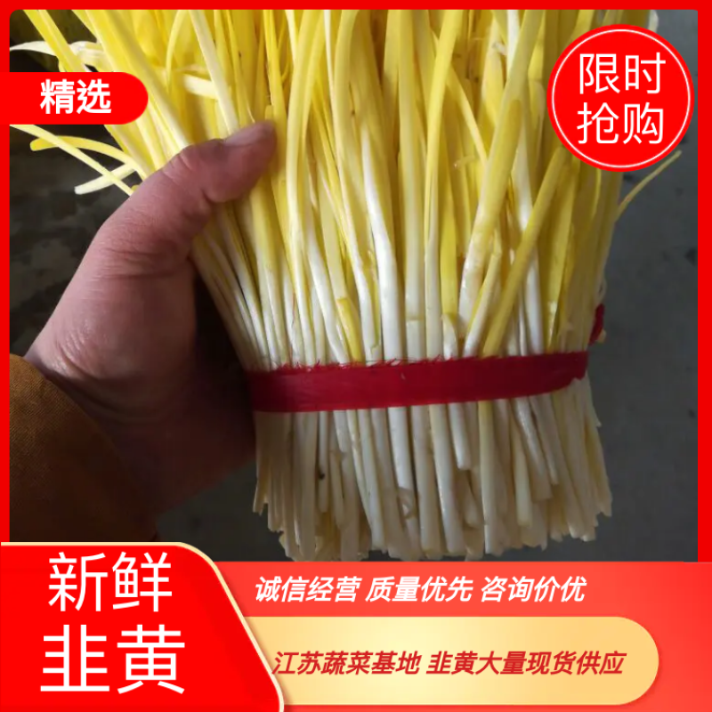 【现货韭黄】江苏韭黄头茬20~30公分量大价优