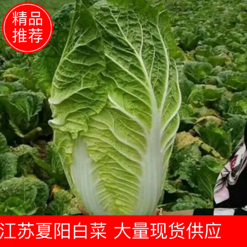 【优质白菜】江苏夏阳大白菜产地一手货源欢迎采购