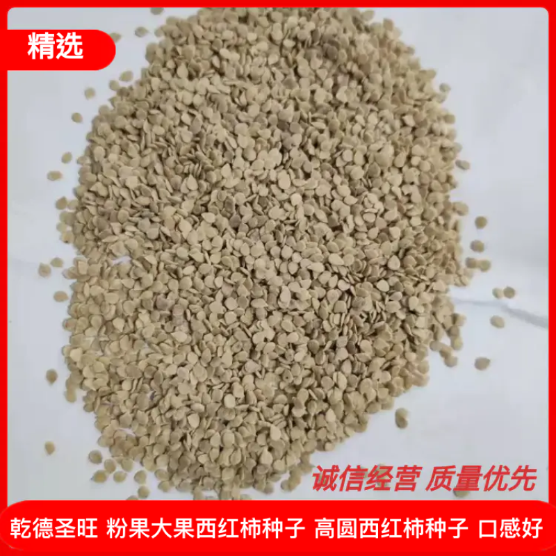 乾德圣旺粉果大果西红柿种子高圆西红柿种子口感好