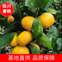 四川蜜橘大量上市，产地供货！保证一手货源。