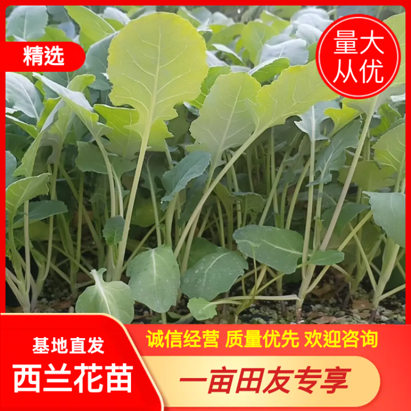 西兰花苗炎秀，耐寒优秀，苗子质量很好，发货方便。破损补发