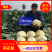 抗热免盖菜花苗，青梗白面小米粒苗圃直发包成活包技术