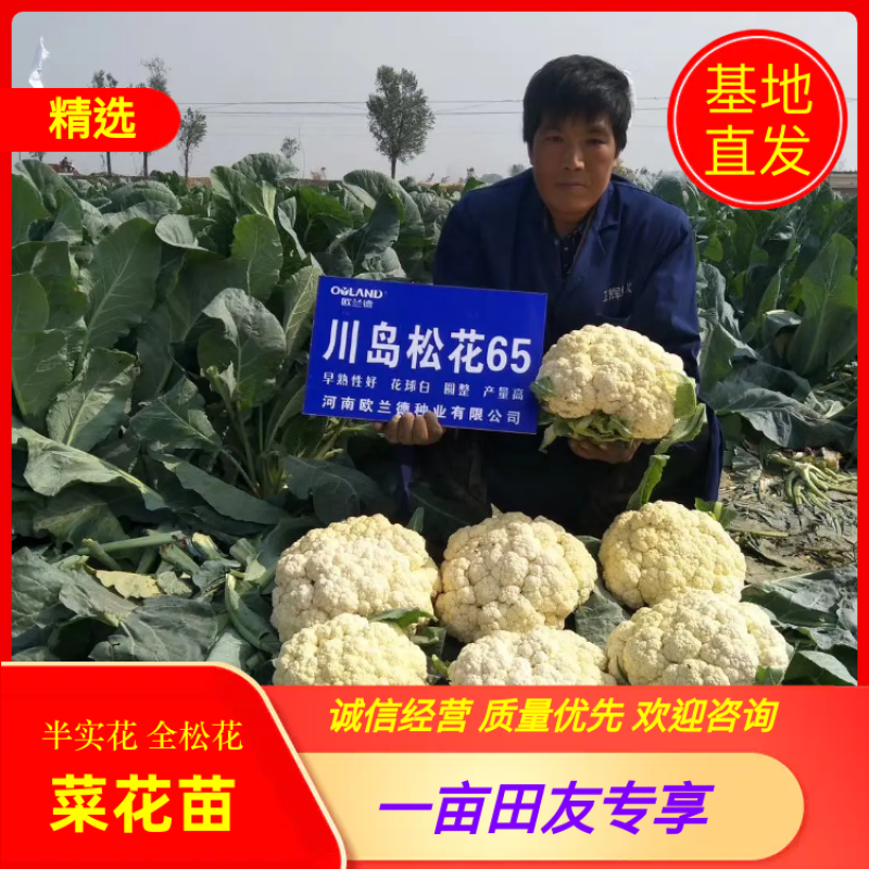 抗热免盖菜花苗，青梗白面小米粒苗圃直发包成活包技术