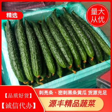 【密刺黄瓜】山东密刺黄瓜新鲜绿皮黄瓜产地直供欢迎来电咨询