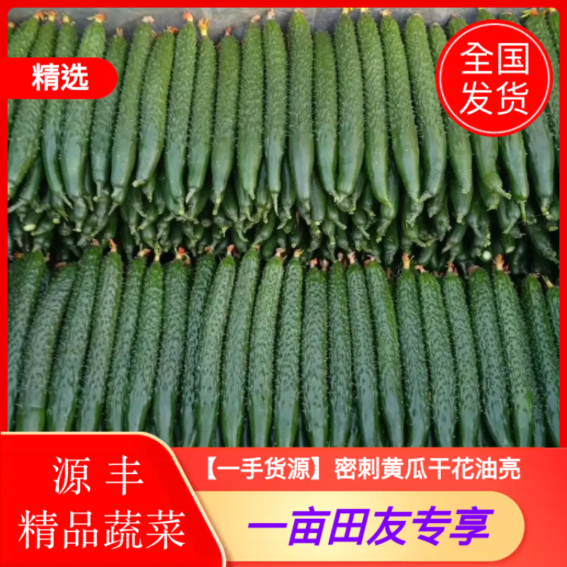 【新品上市】密刺黄瓜山东临沂黄瓜产地直发市场商超可视频拿货