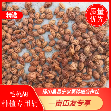 实力【毛桃种子】大量供应2025年新毛桃种子，育苗专用！