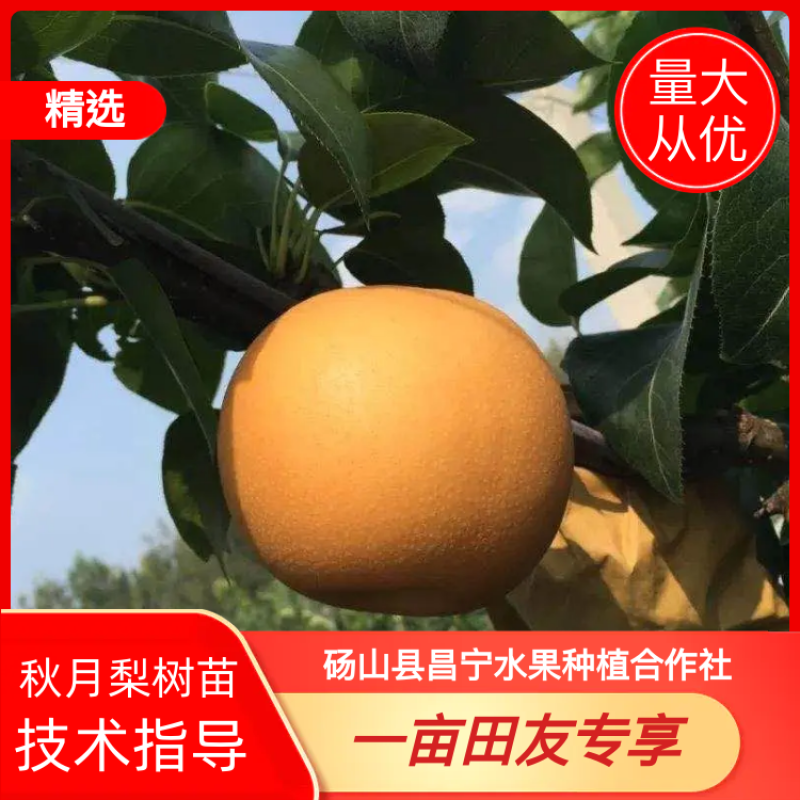 秋月梨树苗提供技术指导，死苗补发，适应性较强。