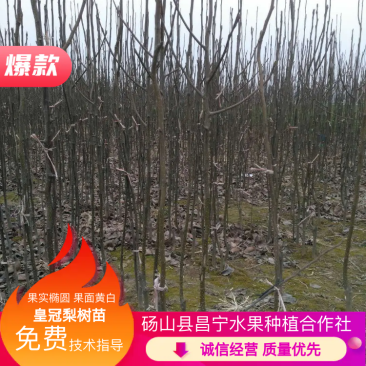皇冠梨树苗七月份上市死苗补发免费提供技术指导