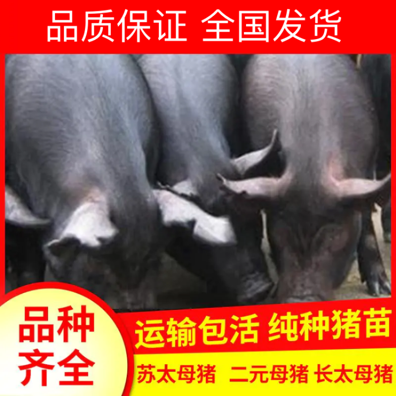【精选】母猪纯种苏太母猪规格齐全现货出售全国发货