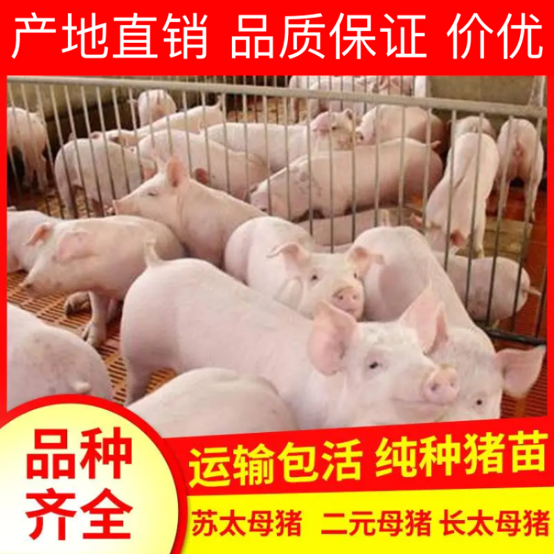 【精品】二元母猪产地直销品质保证包疫苗包技术包存活