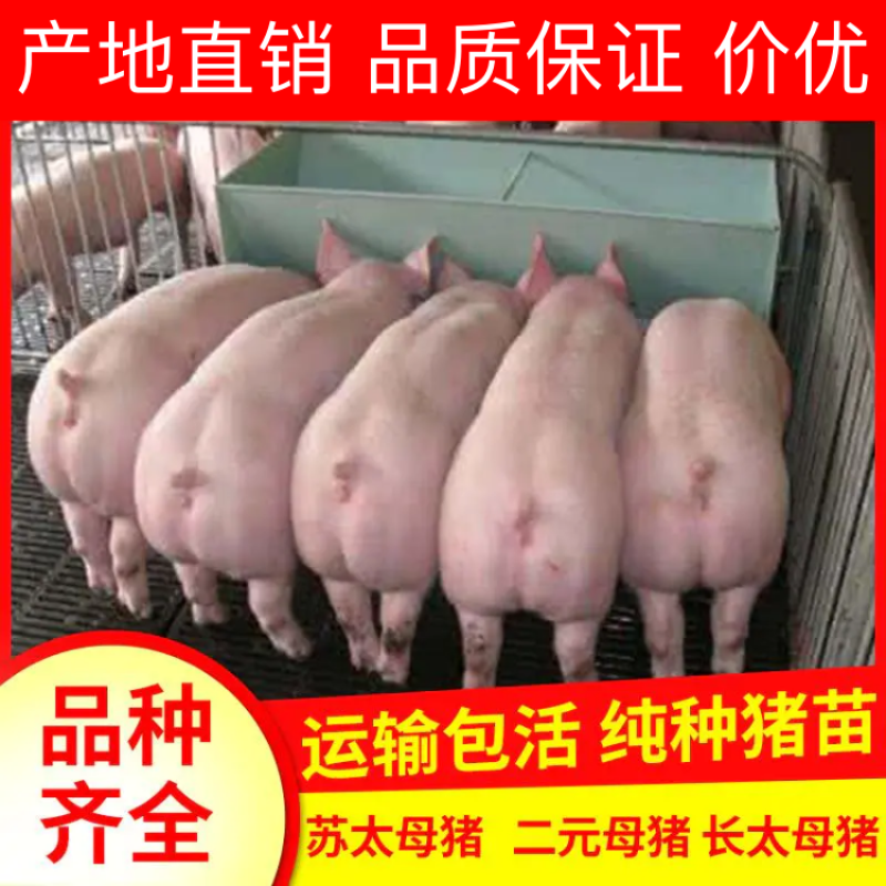 【精品】二元母猪产地直销品质保证包疫苗包技术包存活