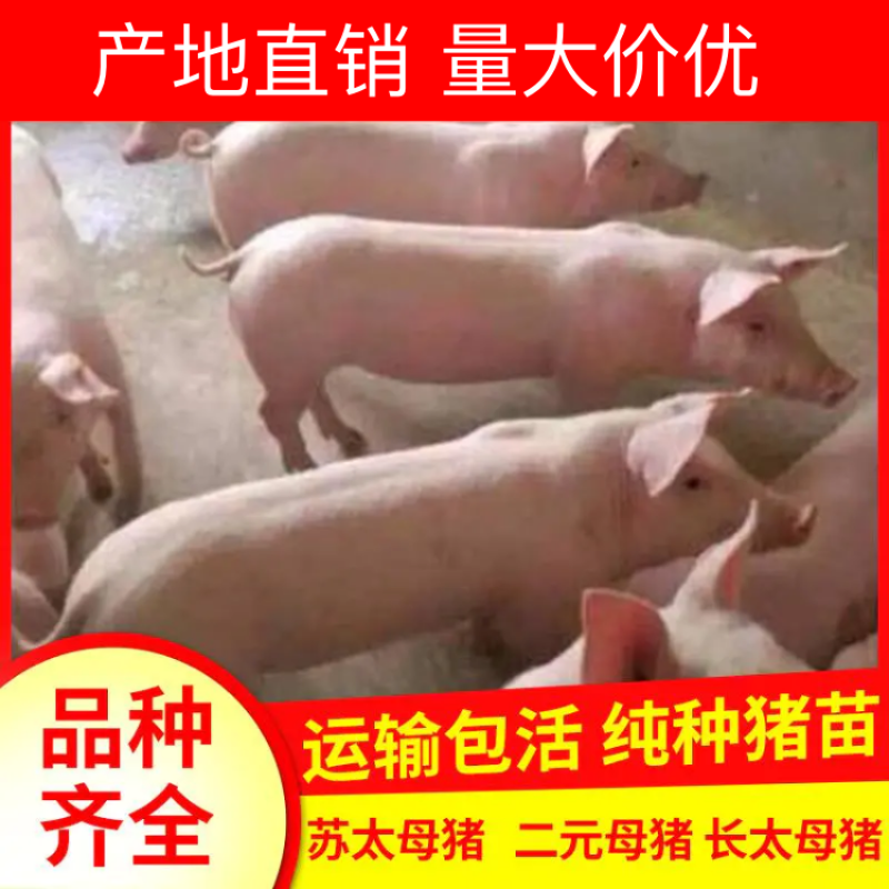 【精品】二元母猪产地直销品质保证包疫苗包技术包存活