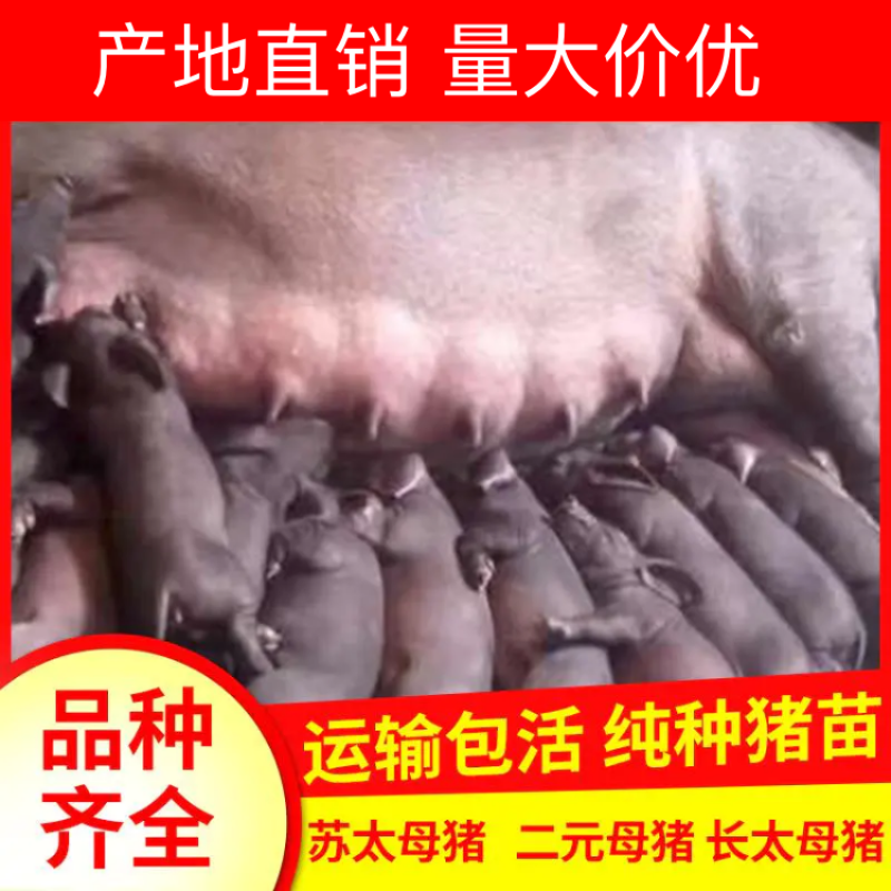 【精品】二元母猪产地直销品质保证包疫苗包技术包存活