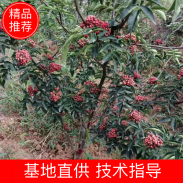 【快递发货】韩城科农园无刺花椒树苗品质优长势快