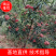 【快递发货】韩城科农园无刺花椒树苗品质优长势快