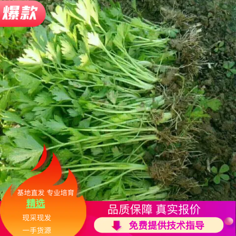 【芹菜苗】法国皇后精品芹菜苗当天拔苗，货源充足