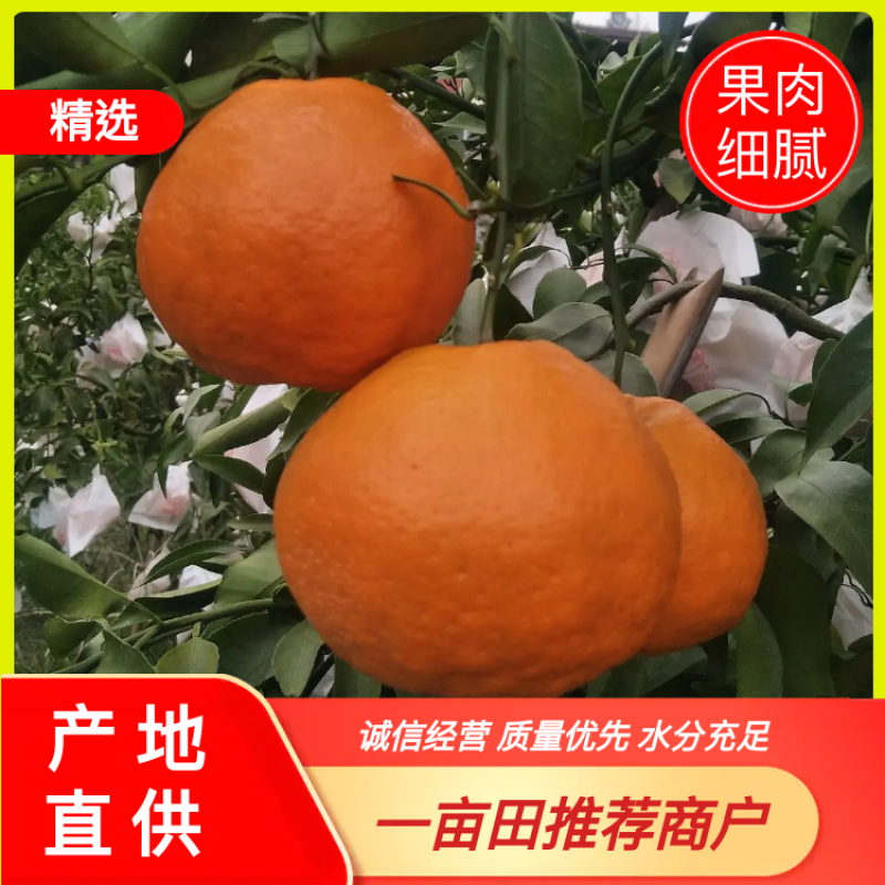 春见耙耙柑，纯甜化渣，汁多水份足，果肉细腻，品种纯正
