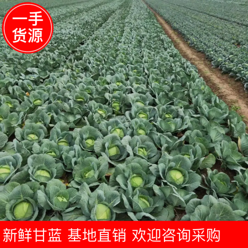 产地扁包菜可以大量供应脱水厂加工厂超市批发市场。