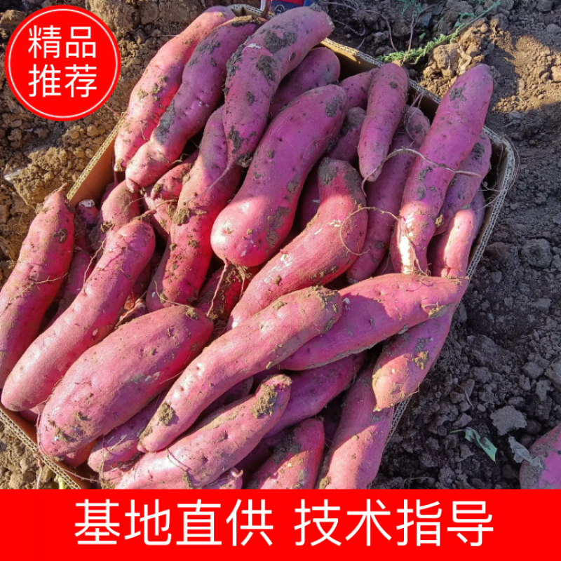 辽宁板栗薯一手货源，产地直达没有中间商，代发全国各地