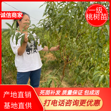 嫁接一级桃树苗,两年苗到8苗大苗包成活,包结果