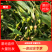 绿谷(薏米谷)，大量有货