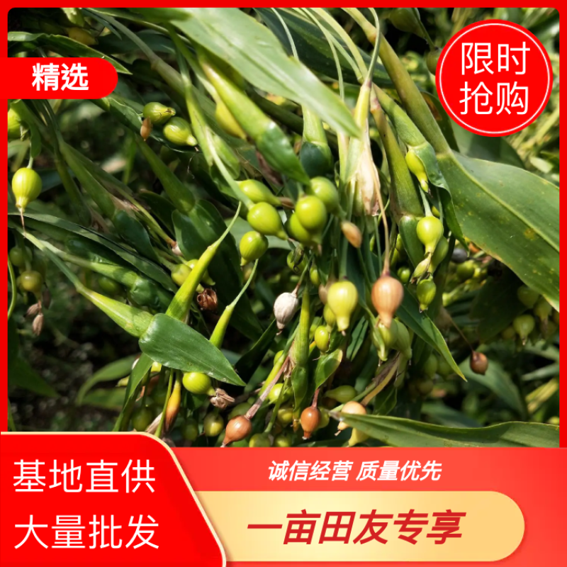 绿谷(薏米谷)，大量有货