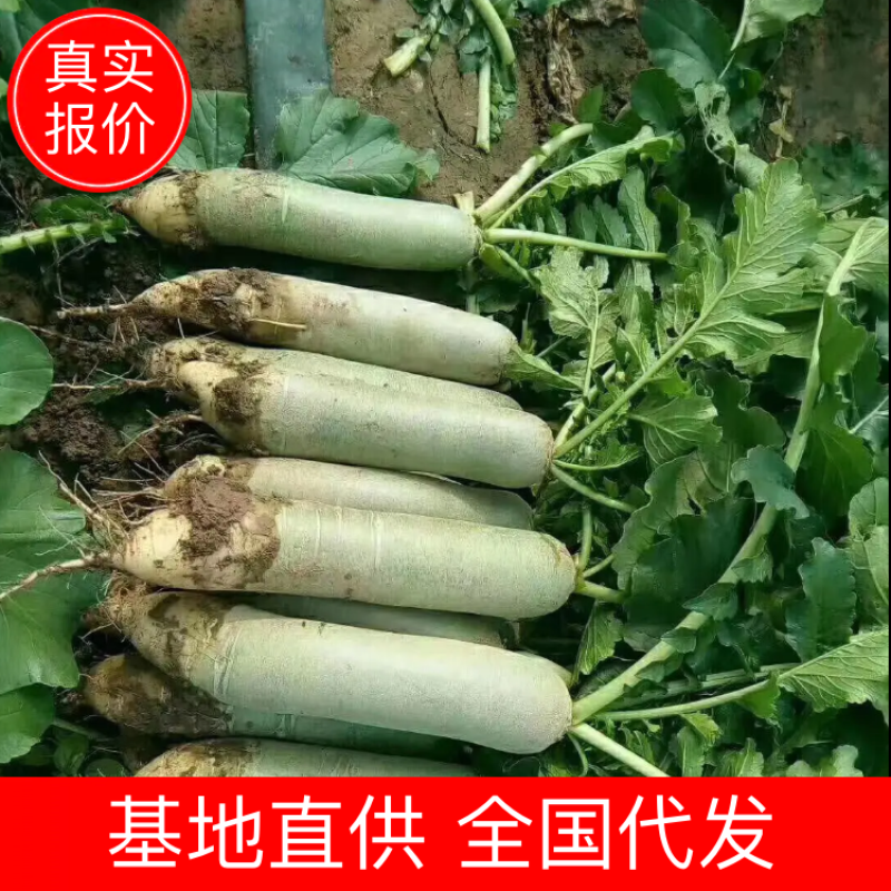 山东潍坊青萝卜高品质低价格清库甩**电商加工厂