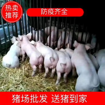 仔猪三元仔猪繁育供应基地常年有货出售看猪定价猪场看货