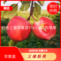 红色之爱苹果苗119/06红肉苹果防伪标签提供栽培技术