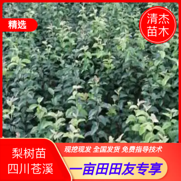 四川苍溪梨树苗现挖现发品种纯正免费指导种植技术
