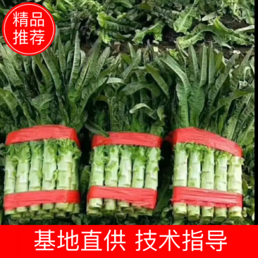 山东紫叶香莴苣产地直发1-1.5斤莴苣整车代发全国