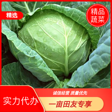 【精品】甘蓝圆包菜颜色翠绿个头均匀产地直发