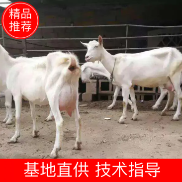 萨能纯种奶山羊，产奶高，价格优，免费发货，货到付款。