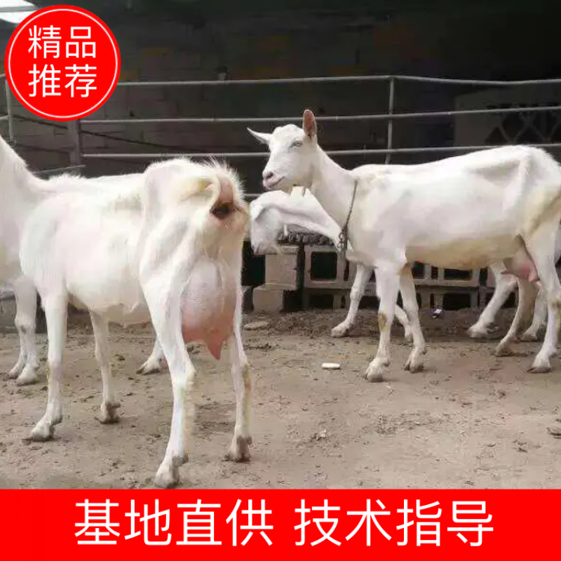 萨能纯种奶山羊，产奶高，价格优，免费发货，货到付款。