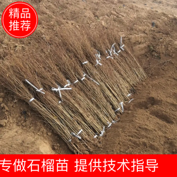 突尼斯软籽石榴苗包活包技术指导基地直销