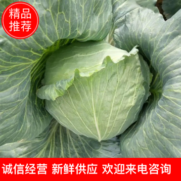 。河南通许扁包，京丰一号，甘蓝大量供应，货源充足，诚信经