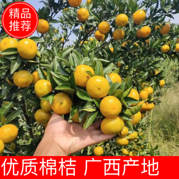 精品棉桔（蜜广）广西产地直供柑橘口感甘甜美味对接大型市场