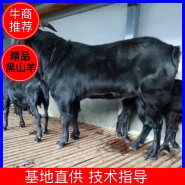 【萨能黑山羊】努比亚黑山羊养殖场纯种努比亚黑山羊