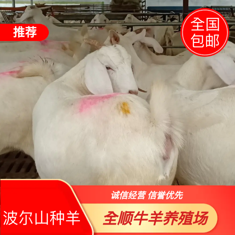 肉羊，怀孕母羊，羊羔，免费包邮。货到付款。