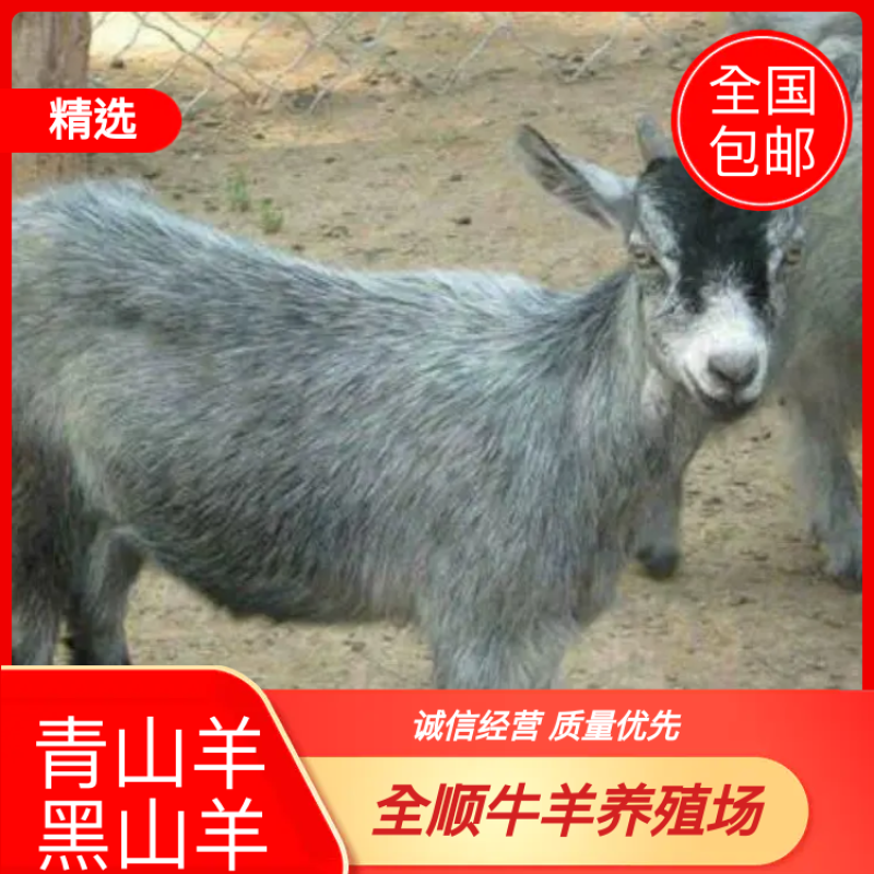 青山羊，羊苗，怀孕大母羊全国包邮，免费教养殖技术