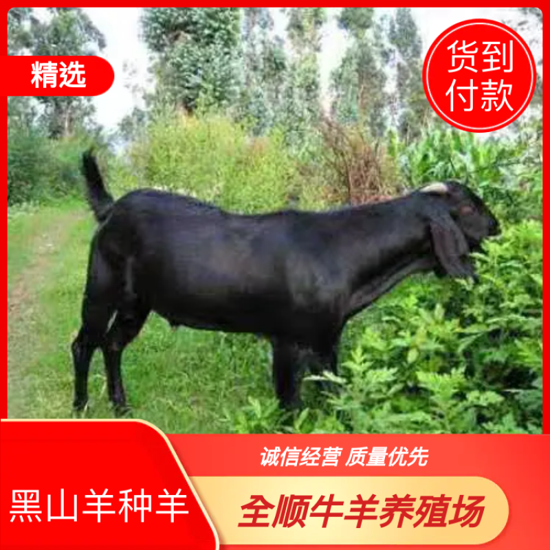 努比亚黑山羊。乌骨羊。全国包邮。免费运输。