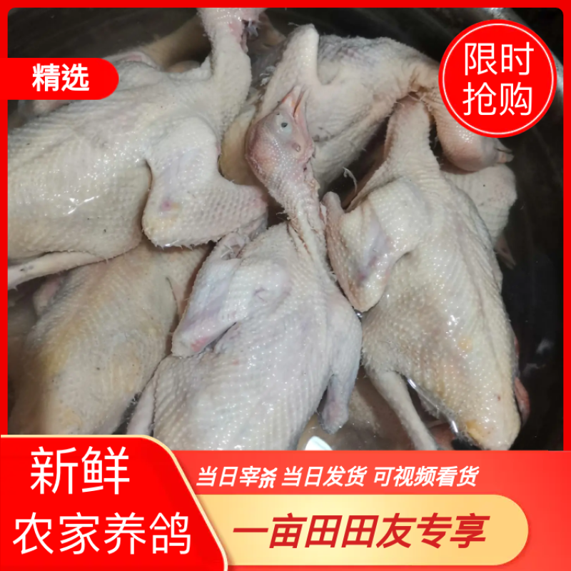 【纯粮食】白条鸽现杀现卖5两至9两任你选全场惊爆价
