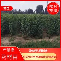 杜仲苗80公分以上品种齐全基地直发提供技术支持