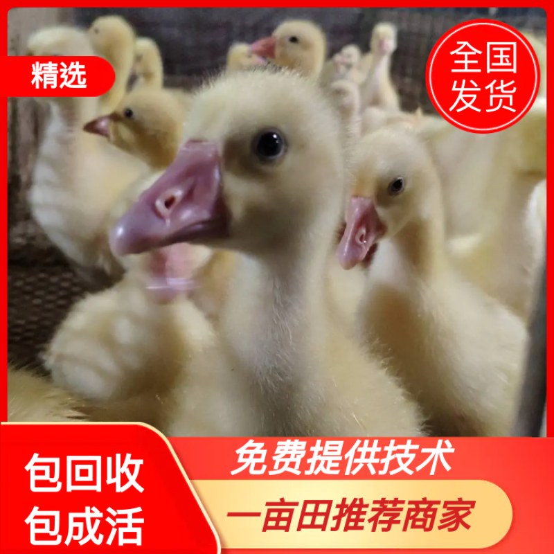 批发优质脱温鹅苗三花鹅苗皖浦鹅苗养殖场直销包运输包活包收