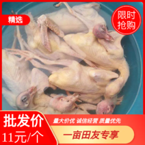 【纯原粮】广西白条鸽新鲜鸽子农家散养乳鸽价格美丽