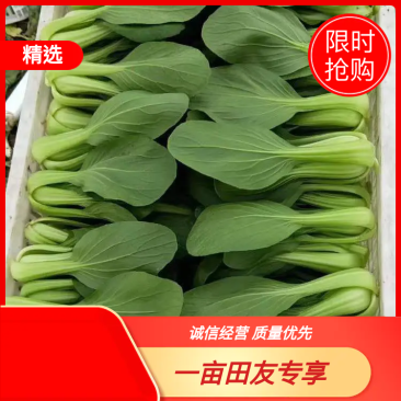 【精品】产地直发精品上海青小青菜！产地直发！代发全国！