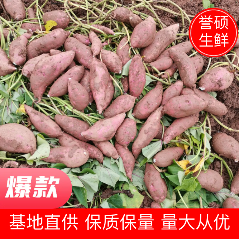 红薯四川白心红薯龙九味甜烤薯红皮红心黄心量大