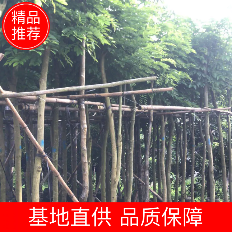出售黄花梨2-10分，需要老板联系树直漂亮